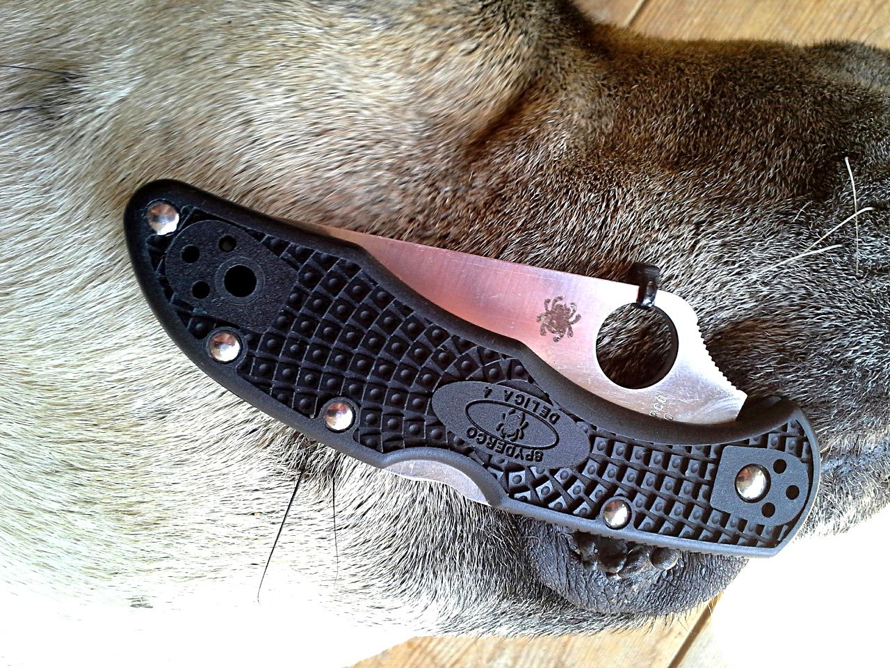 Nóż Spyderco Delica Plain Edge_10