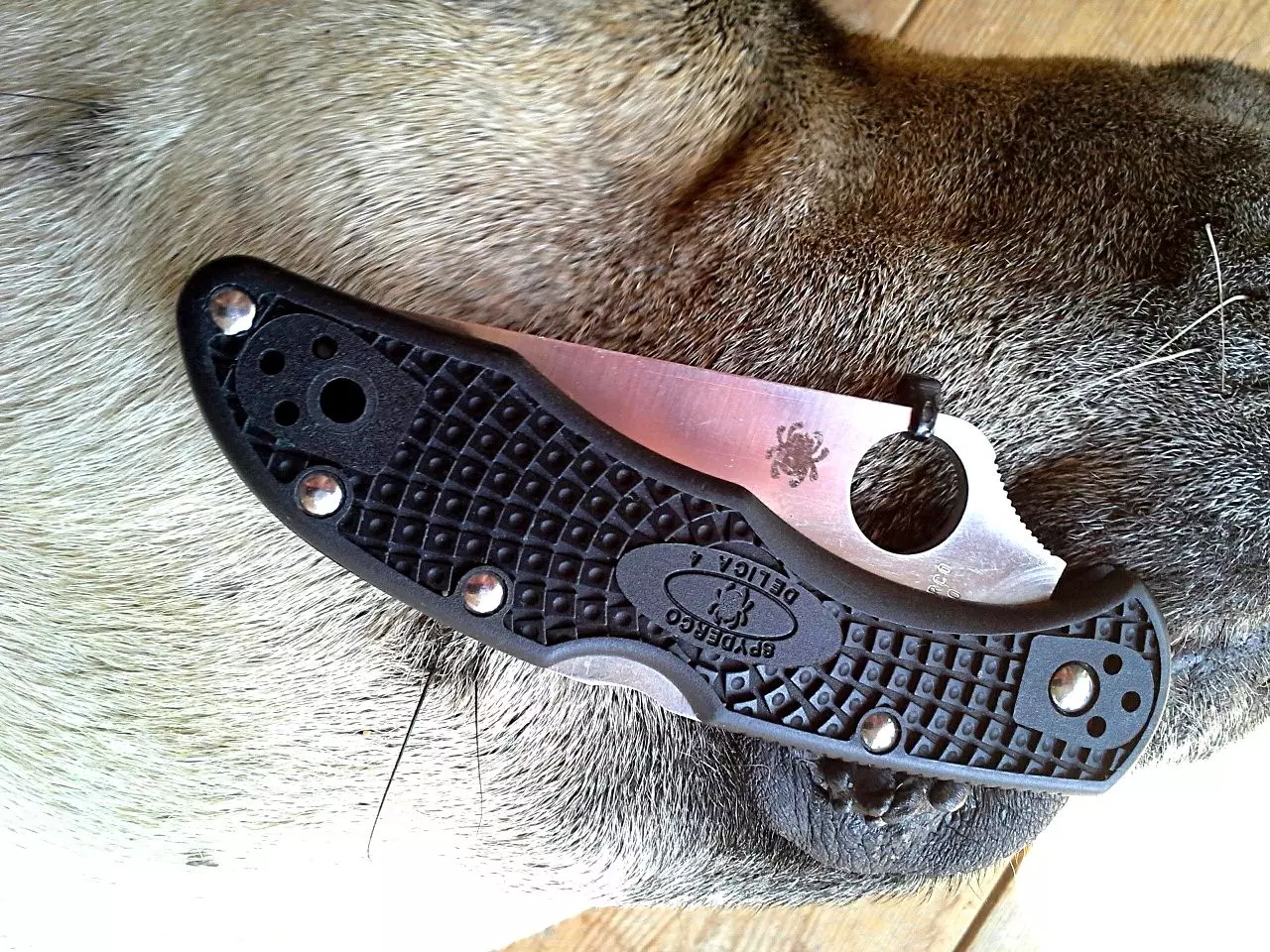 Nóż Spyderco Delica Plain Edge_10
