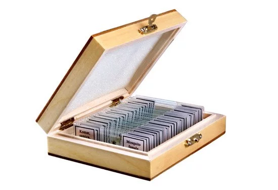 Zdjęcie produktu Preparaty biologiczne do mikroskopu - ZOOLOGIA (OPT-38-001435)