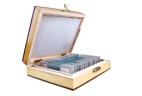 Zdjęcie produktu Preparaty biologiczne do mikroskopu - BOTANIKA (OPT-38-001436)